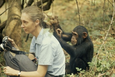 Jane Goodall